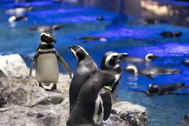 すみだ水族館に2歳とおでかけ 混雑 日曜夕方 していたけどそれなりに楽しめました こどものモノ